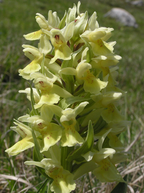 Dactylorhiza sambucina / Orchide sambucina